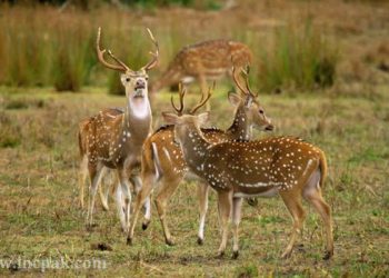 Bahawalpur Zoo: Seven rare Chital Deer found dead mysteriously