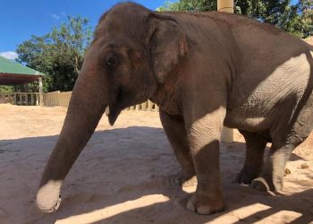 Kaavan the elephant explores Cambodian sanctuary