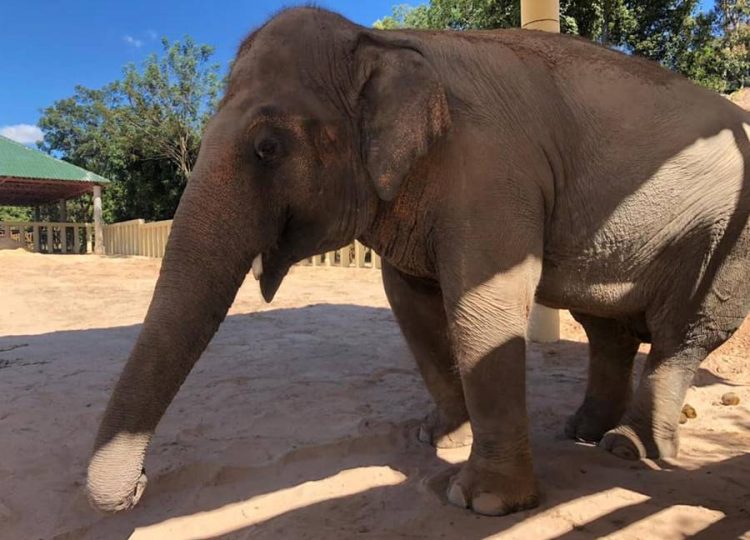 Kaavan the elephant explores Cambodian sanctuary