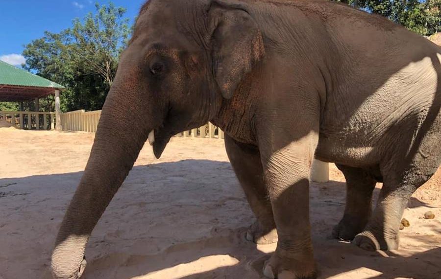 Kaavan the elephant explores Cambodian sanctuary