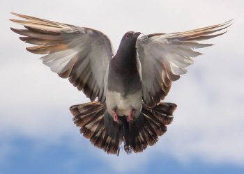 Pigeon Flying Islamabad, Pigeon Flying, Islamabad