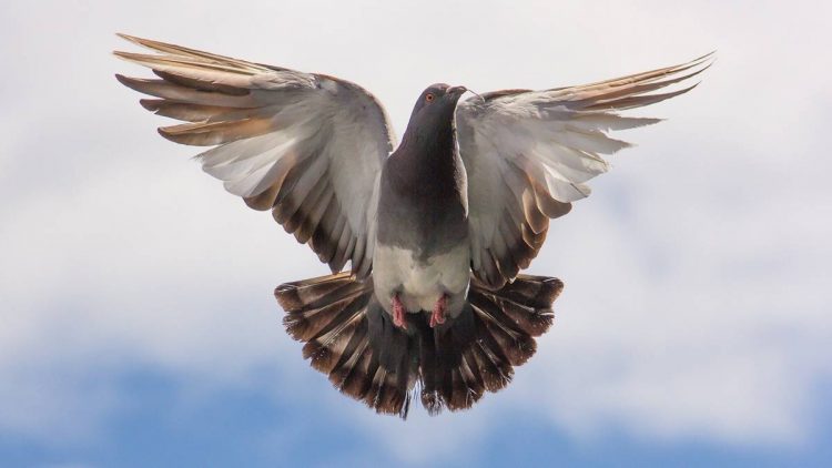 Pigeon Flying Islamabad, Pigeon Flying, Islamabad