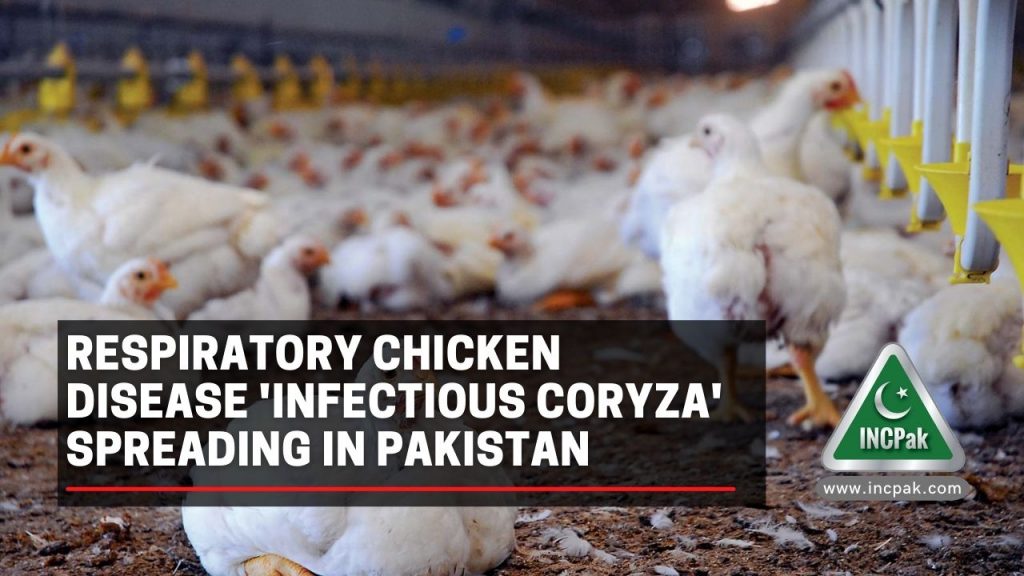 Infectious Coryza, Chicken Disease, Respiratory Chicken Disease