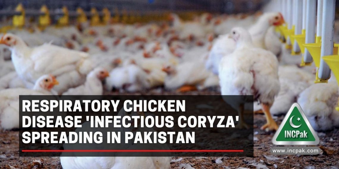 Infectious Coryza, Chicken Disease, Respiratory Chicken Disease