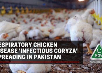 Infectious Coryza, Chicken Disease, Respiratory Chicken Disease