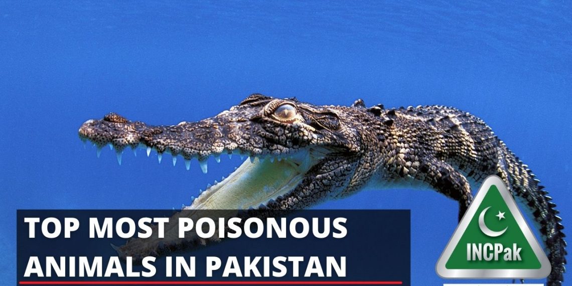 Top Most Poisonous Animals in Pakistan