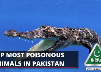 Top Most Poisonous Animals in Pakistan