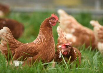 Chicken Shortage, Egg Shortage, Poultry Strike