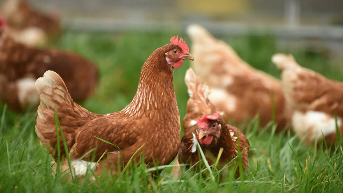 Chicken Shortage, Egg Shortage, Poultry Strike