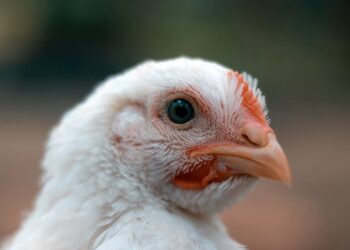 Chicken Prices, Egg Prices, Chicken Prices Lahore, Egg Prices Lahore