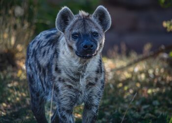 Saudi Arabia Hyena Hunting