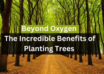 Beyond Oxygen: The Incredible Benefits of Planting Trees