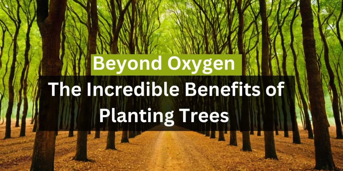 Beyond Oxygen: The Incredible Benefits of Planting Trees