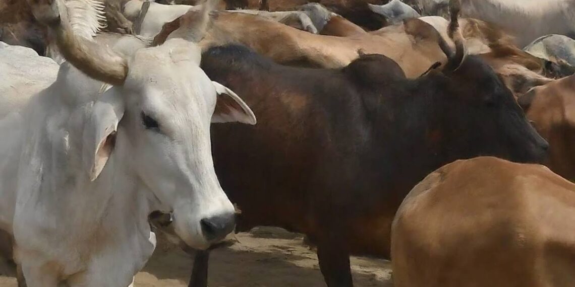 Islamabad Announces Auction for Establishment of Cattle Markets