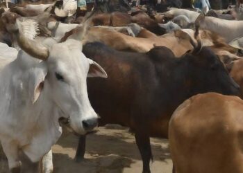 Islamabad Announces Auction for Establishment of Cattle Markets