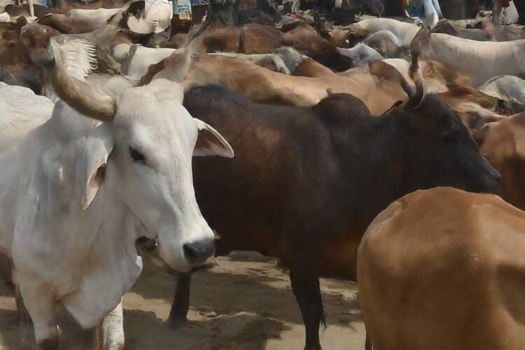 Islamabad Announces Auction for Establishment of Cattle Markets