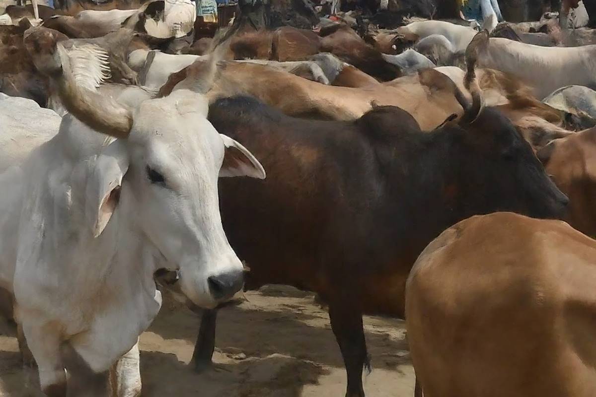 Islamabad announces auction for establishment of cattle markets