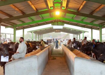 Governor Punjab Lifts Ban on Cattle Markets Ahead of Eid ul Adha 2024