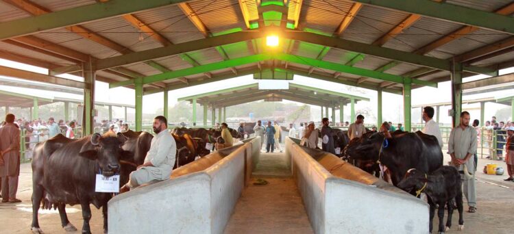 Governor Punjab Lifts Ban on Cattle Markets Ahead of Eid ul Adha 2024