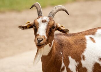 Sindh to Give Free Goats to Children on Eid ul Adha 2024